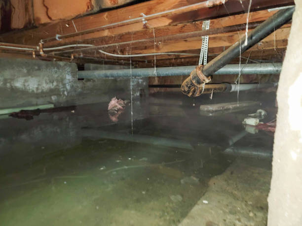 Best Flood restoration services  in Belmont Estates, VA