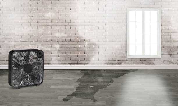 Best Water damage restoration process  in Belmont Estates, VA