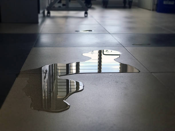 Best Professional water damage repair  in Belmont Estates, VA